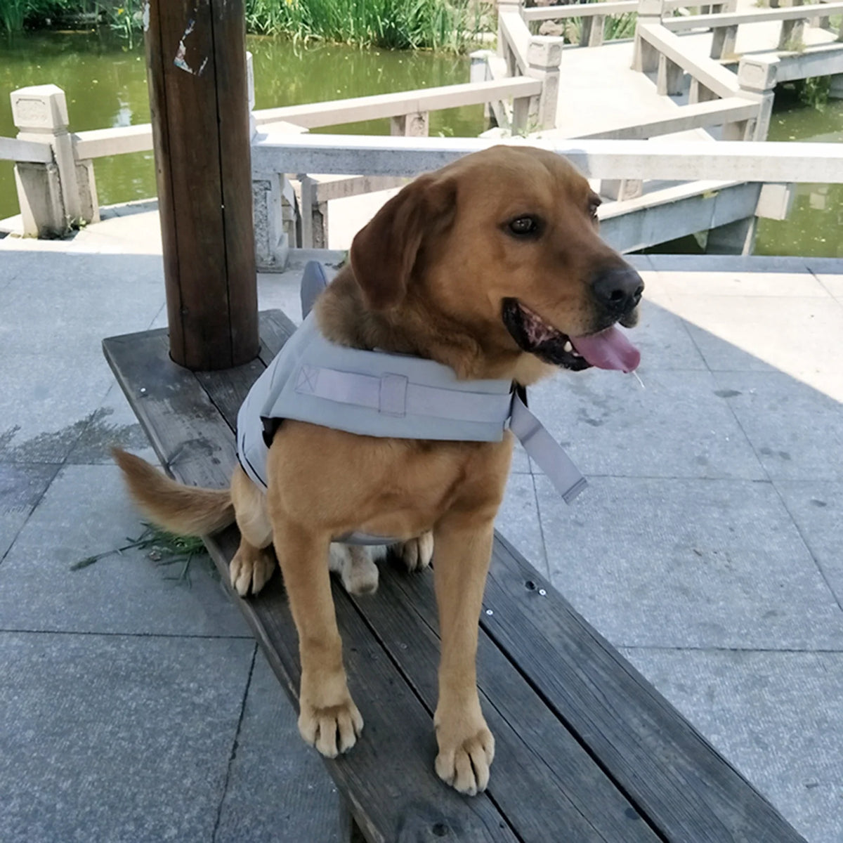 Dog Shark Swimsuit Vest Pet Safety Wear J53260