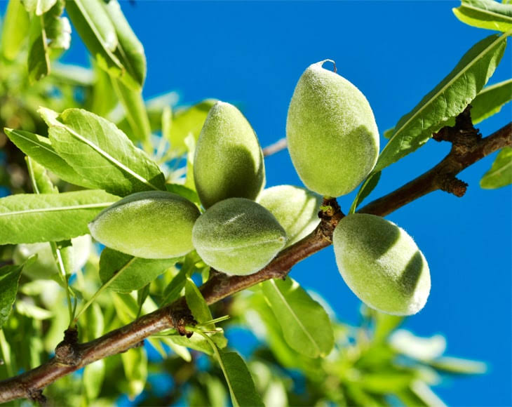 Organic Blanched Slivered Almonds, 8 Pounds Z50282