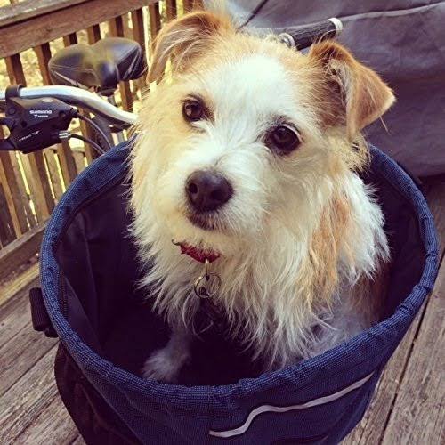 Pet Dog Bike Basket Carrier K4156