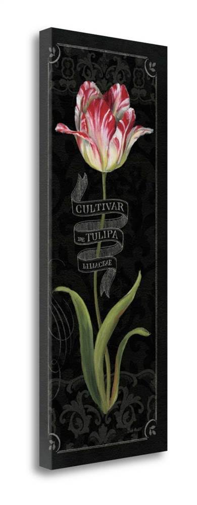 Tulipa Botanica III Fine Art Giclee Print E340
