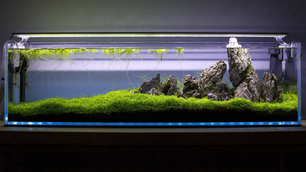 6.5 gal Rimless Low-Iron Aquarium Q445342