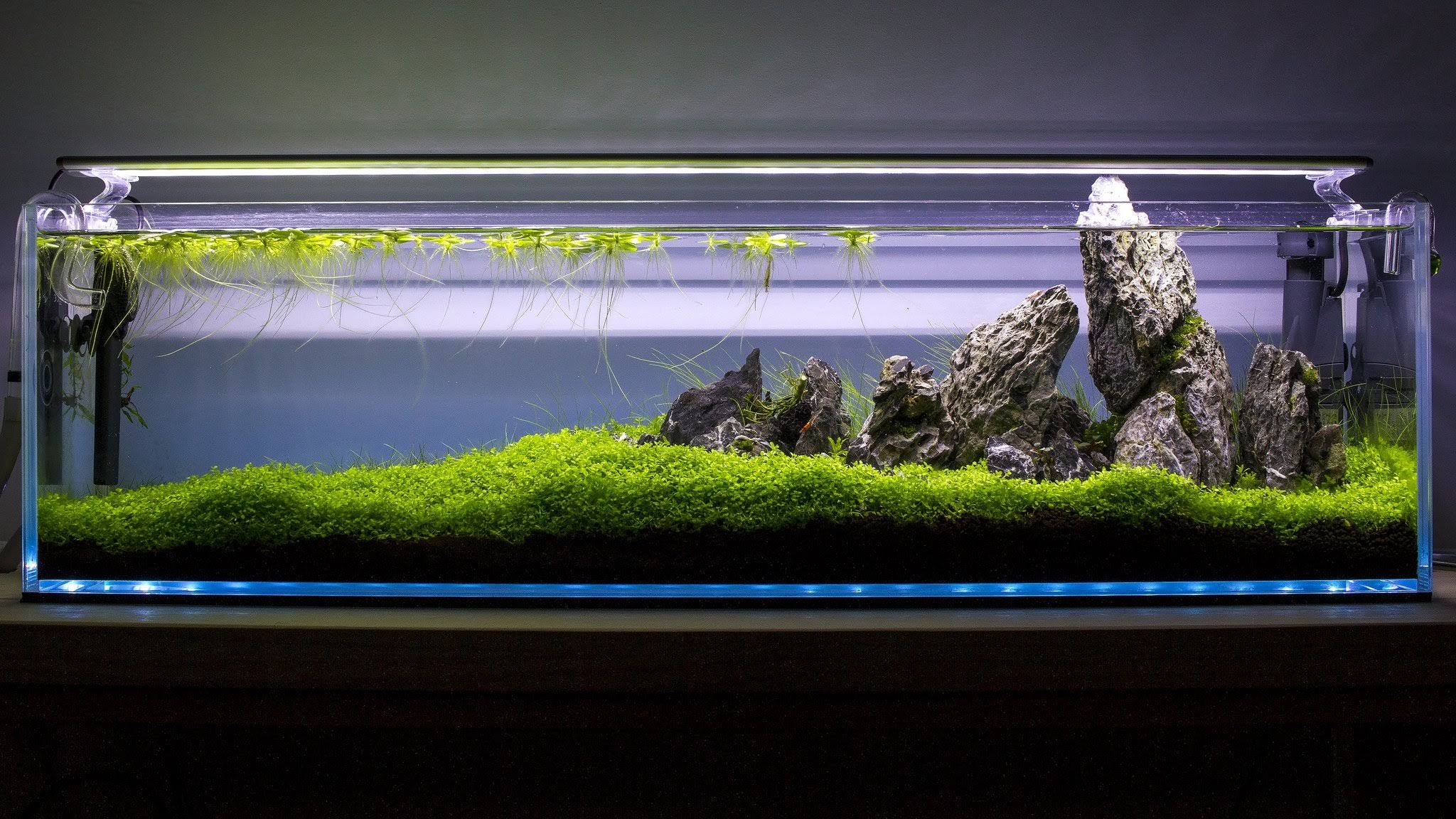 6.5 gal Rimless Low-Iron Aquarium Q445342